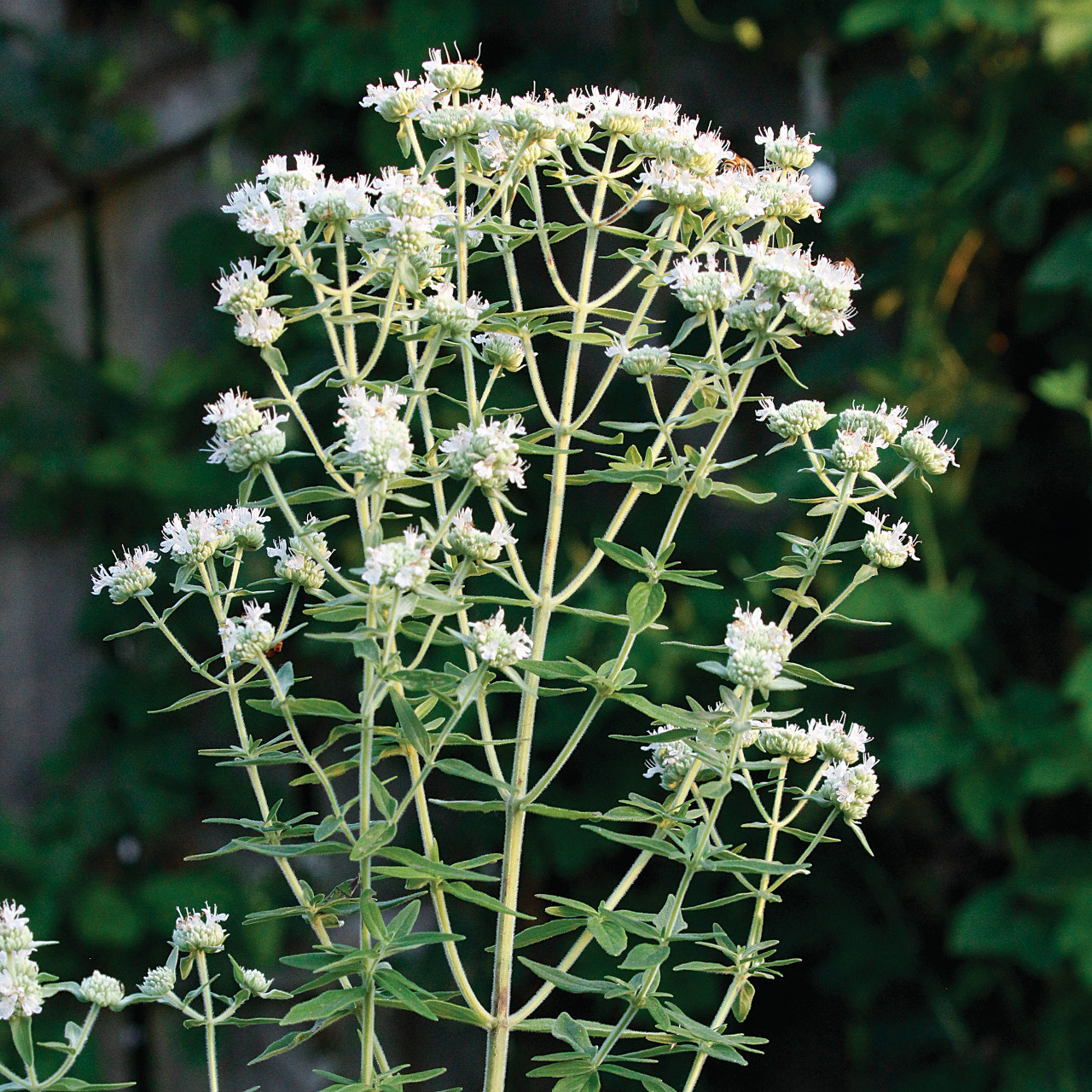 Hairy Mountain Mint Plant